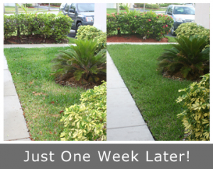 our experienced techs can fix dead spots in your lawn